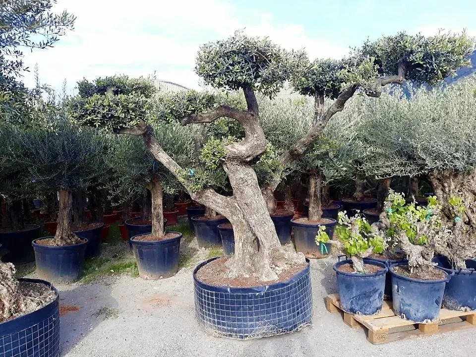 Plantations d'arbres